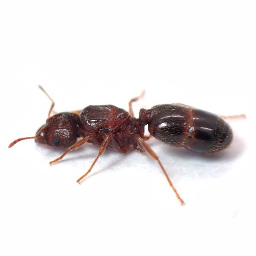 オオズアリ｜女王3匹｜コロニー｜Pheidole noda