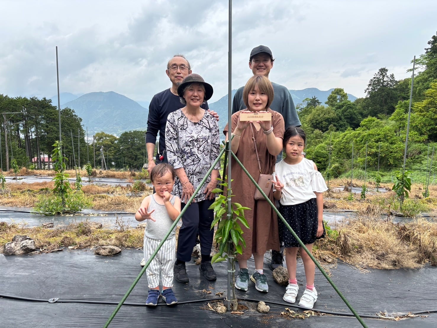 未来の甘夏の木 応援オーナー