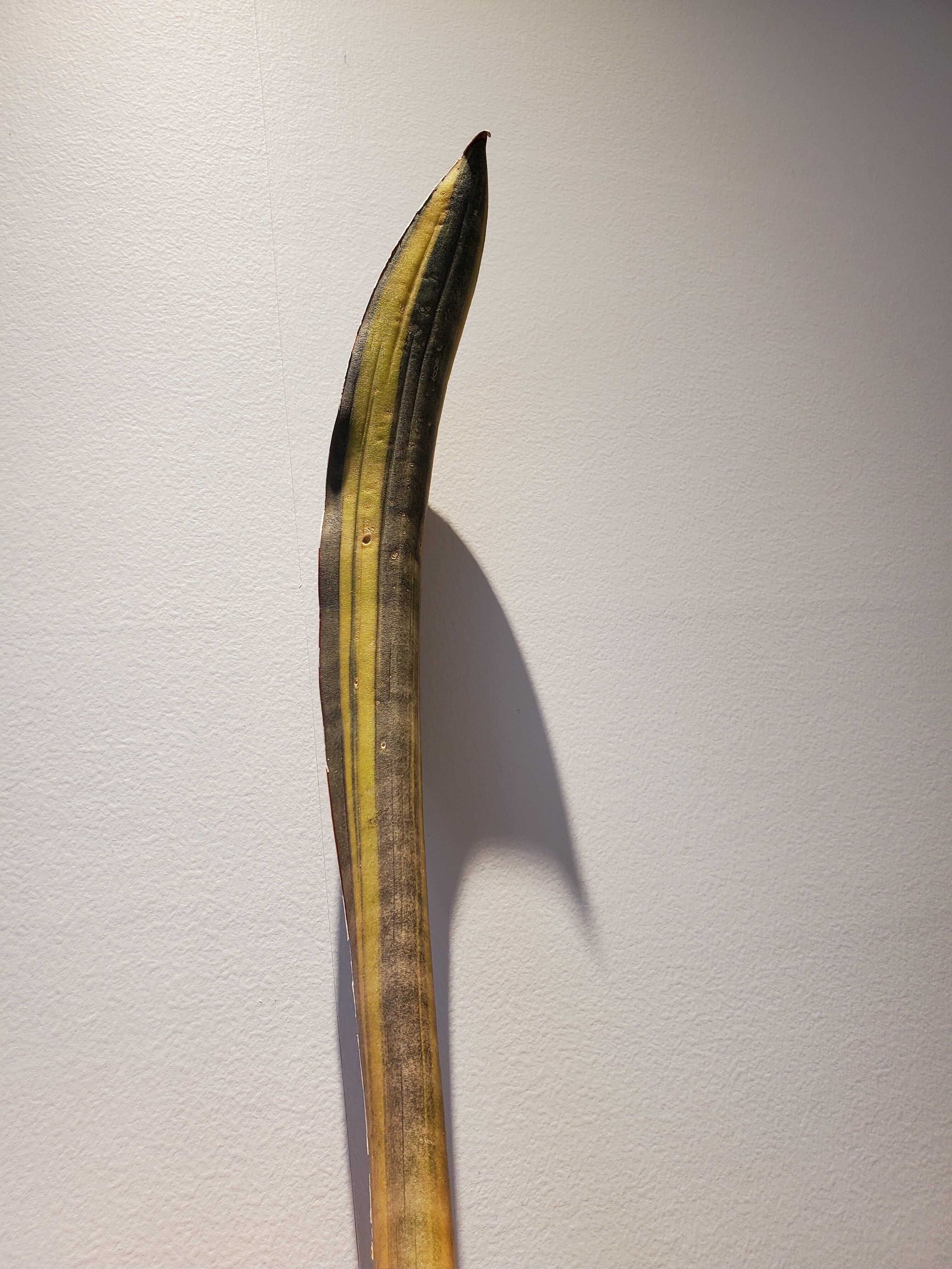 Sansevieria sp R2470 super pink Variegated【artPLANTs