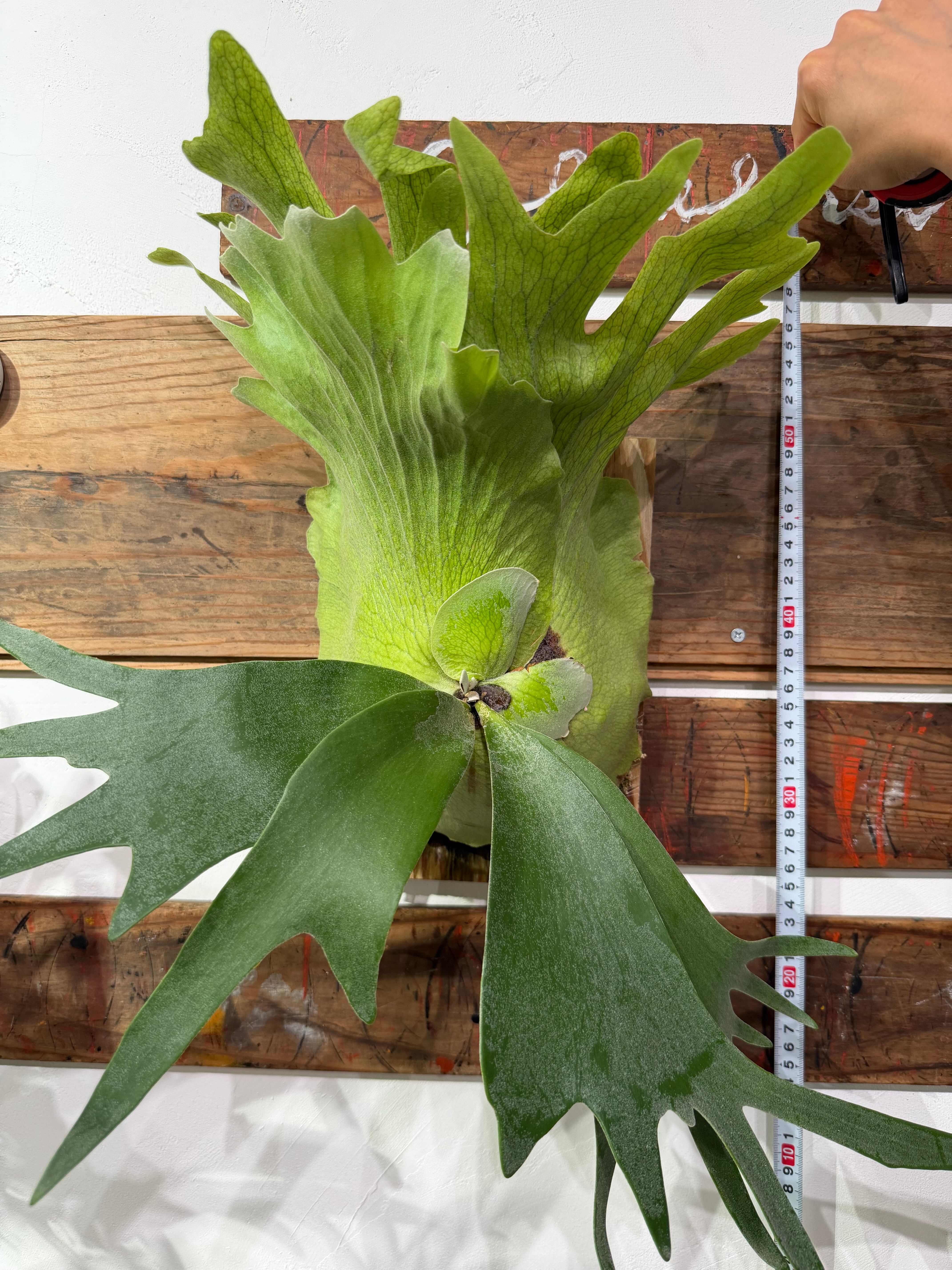 ビカクシダ】ウィリンキー！大人気植物！写真の現物を配送します