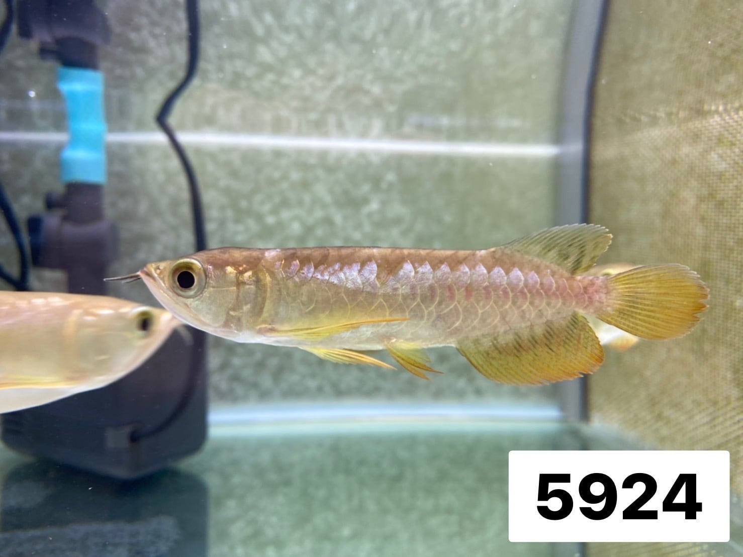 高背金龍 証明書 36dde8b0448d529c2e7f543e6fe534