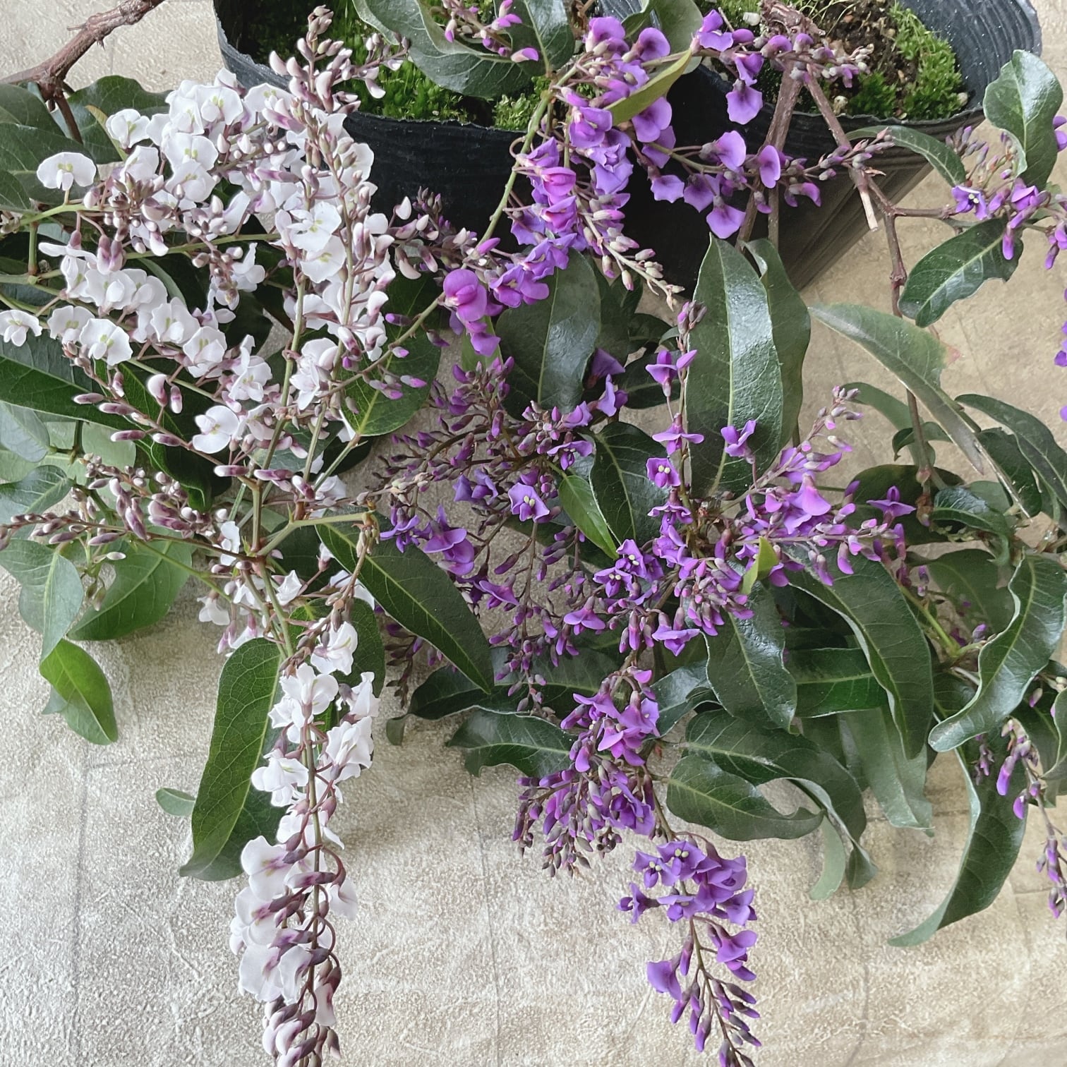 プリムラ レトロボックス | 橋本種苗園