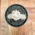 Pachypodium densiflorum var. brevicalyx 【パキポディウム・ブレビカリックス・実生】