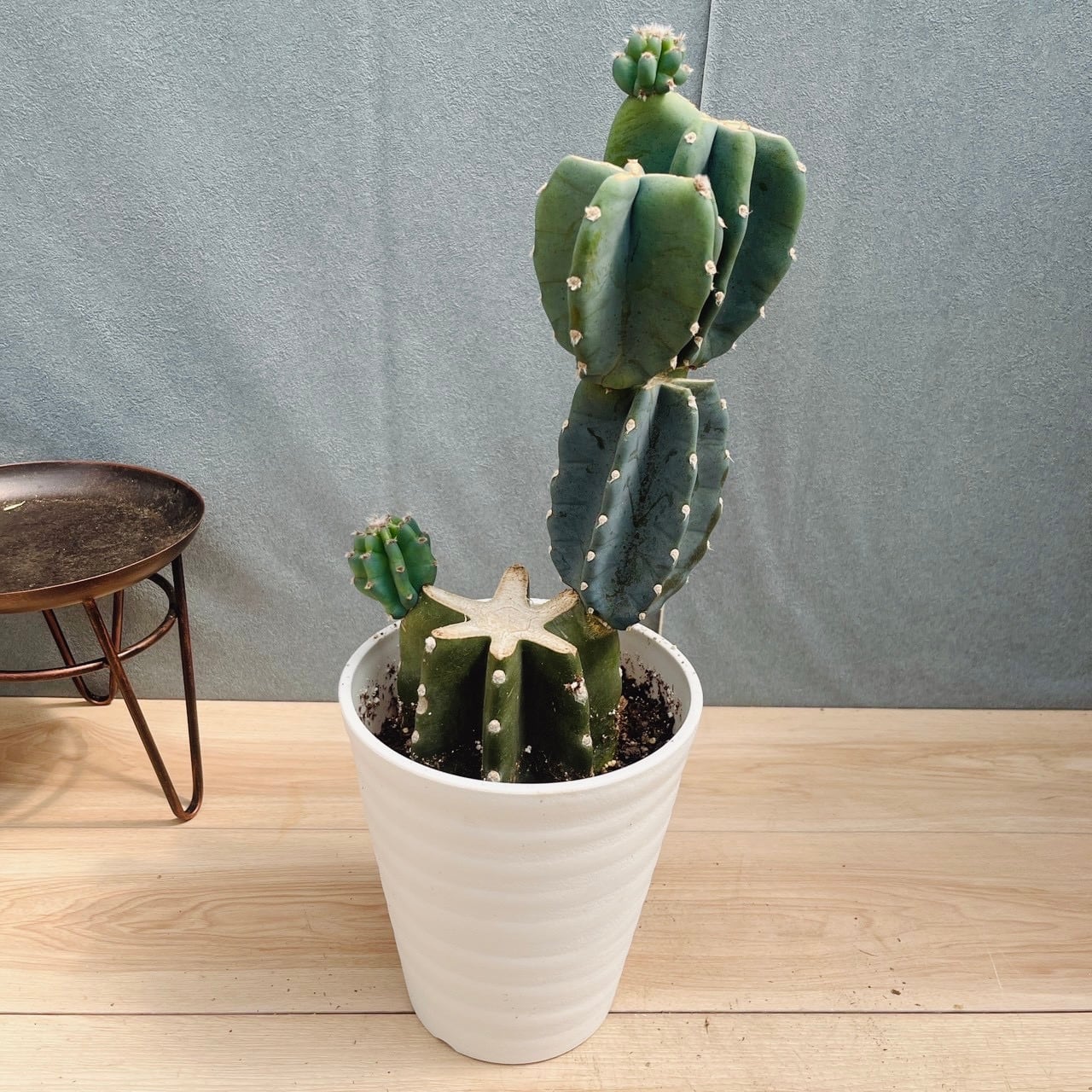 現品］19番 マドカズラ ミント 斑入り 7号 観葉植物 室内 かわいい
