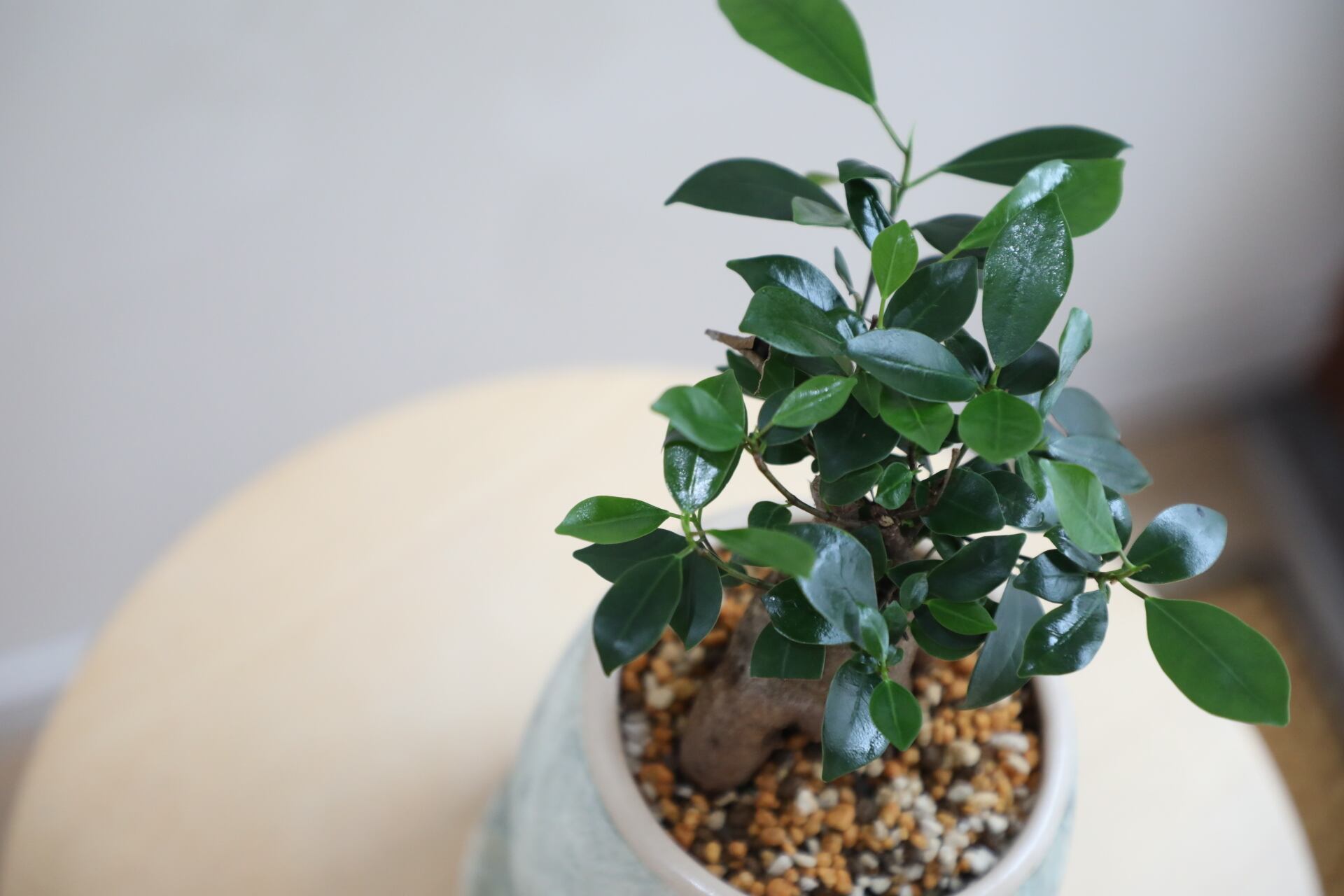 S】ガジュマル/Ficus microcarpa | 【厳選植物・器】MIDORI DOUMEI 翠