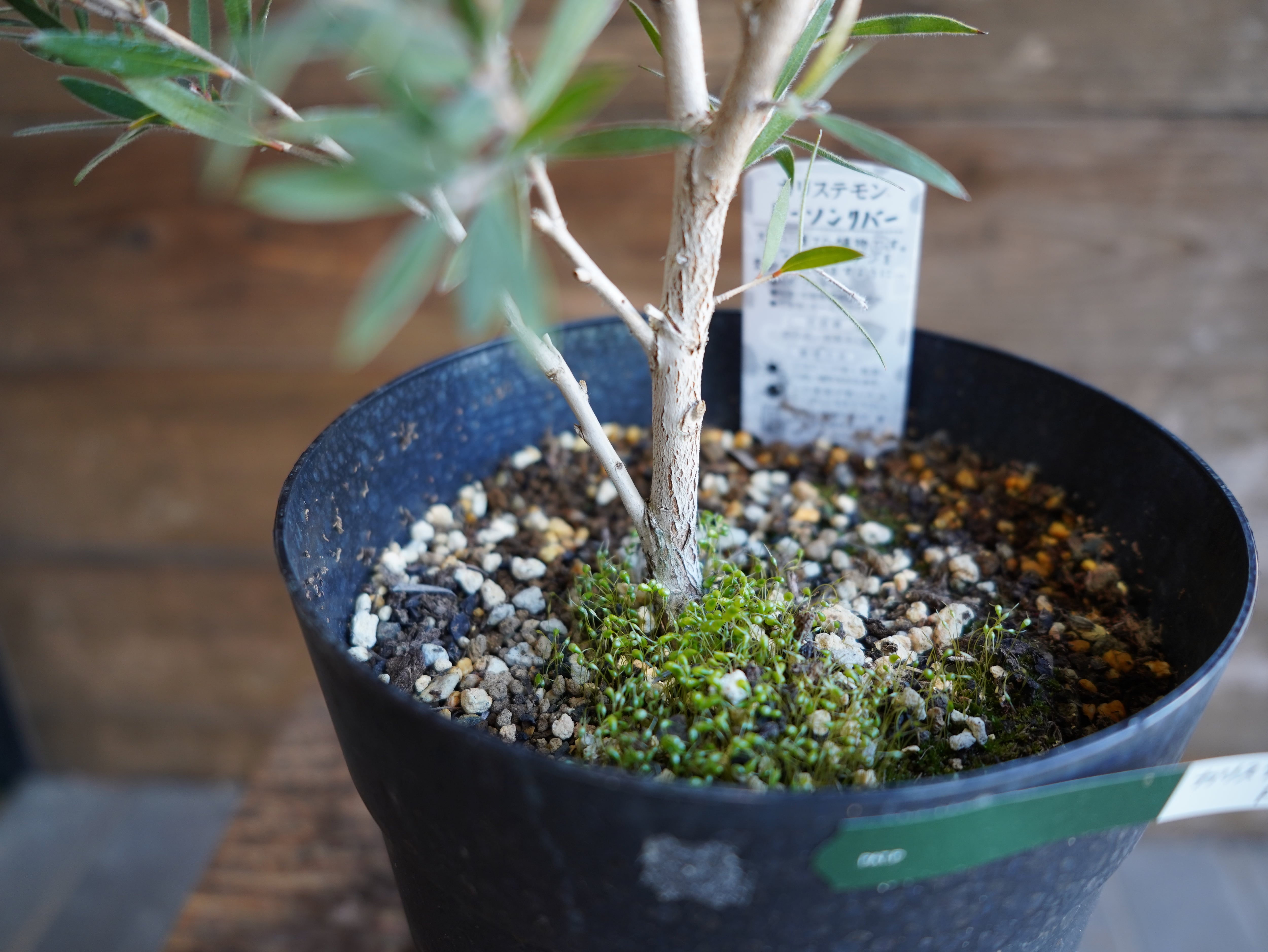 【現物】カリステモン　”ドーソンリバー”