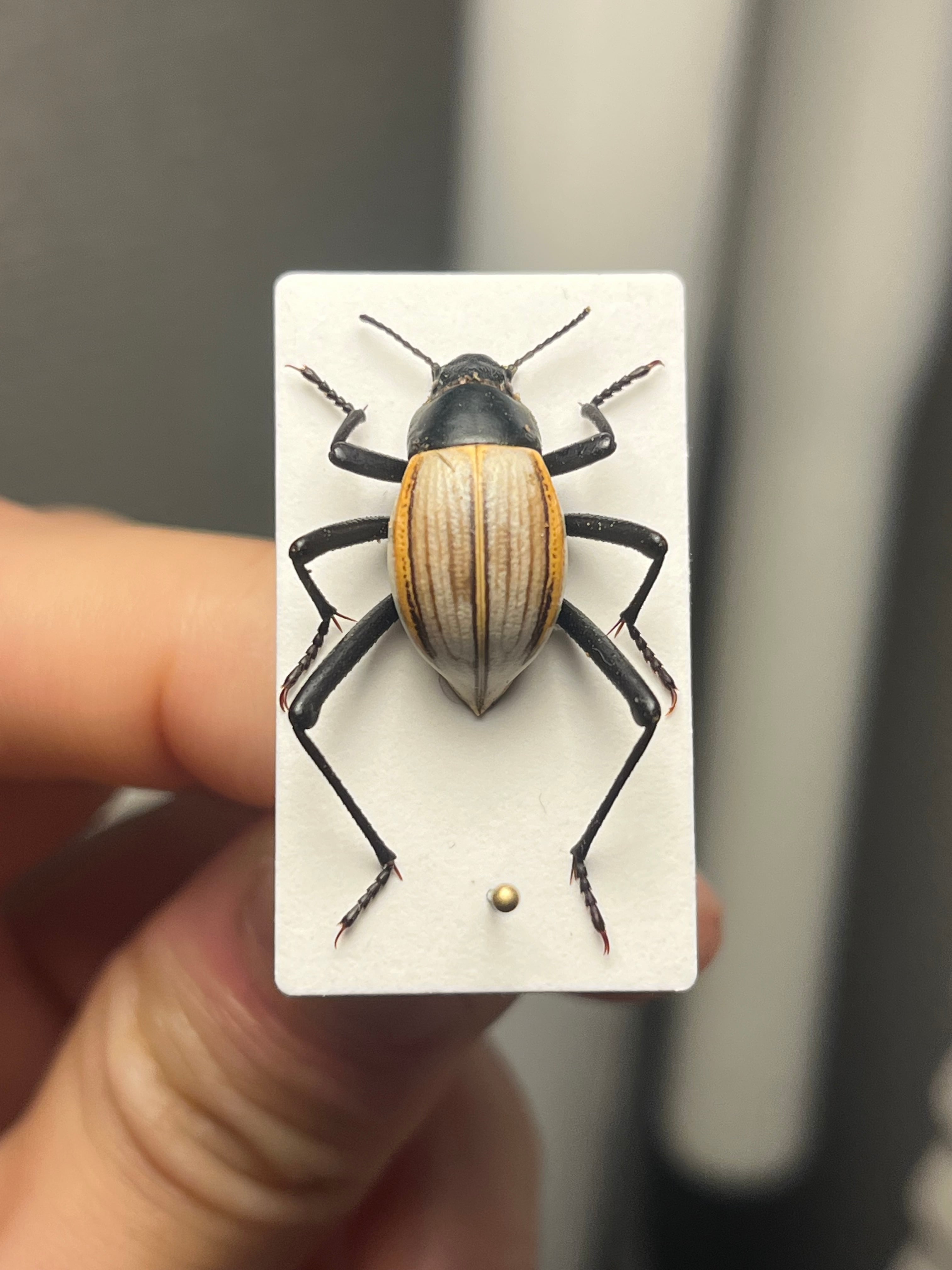 キリアツメゴミムシダマシ 標本 キリアツメゴミムシダマシ コブハムシ