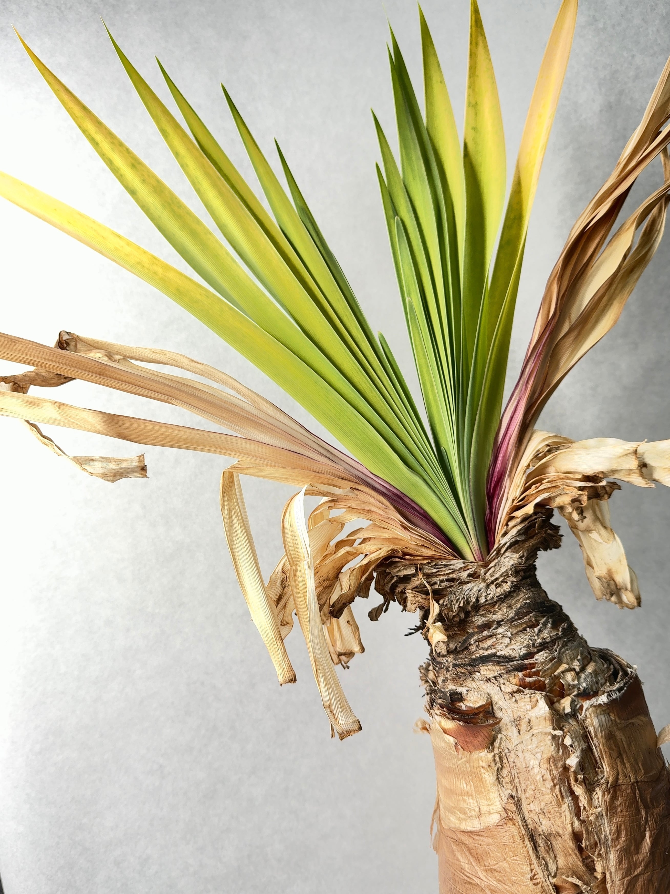 ブーファン・ディスティチャ | trigger