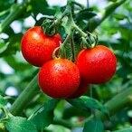 【期間限定・ぷれみあむ】 ミディトマト / ご自宅用トマト3Kg