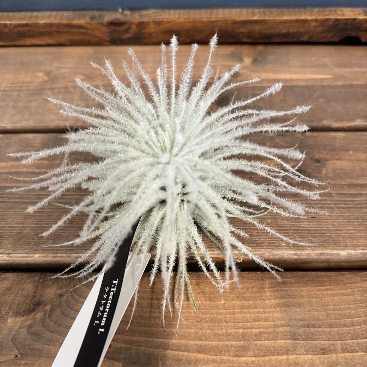 チランジア テクトラム L【289】