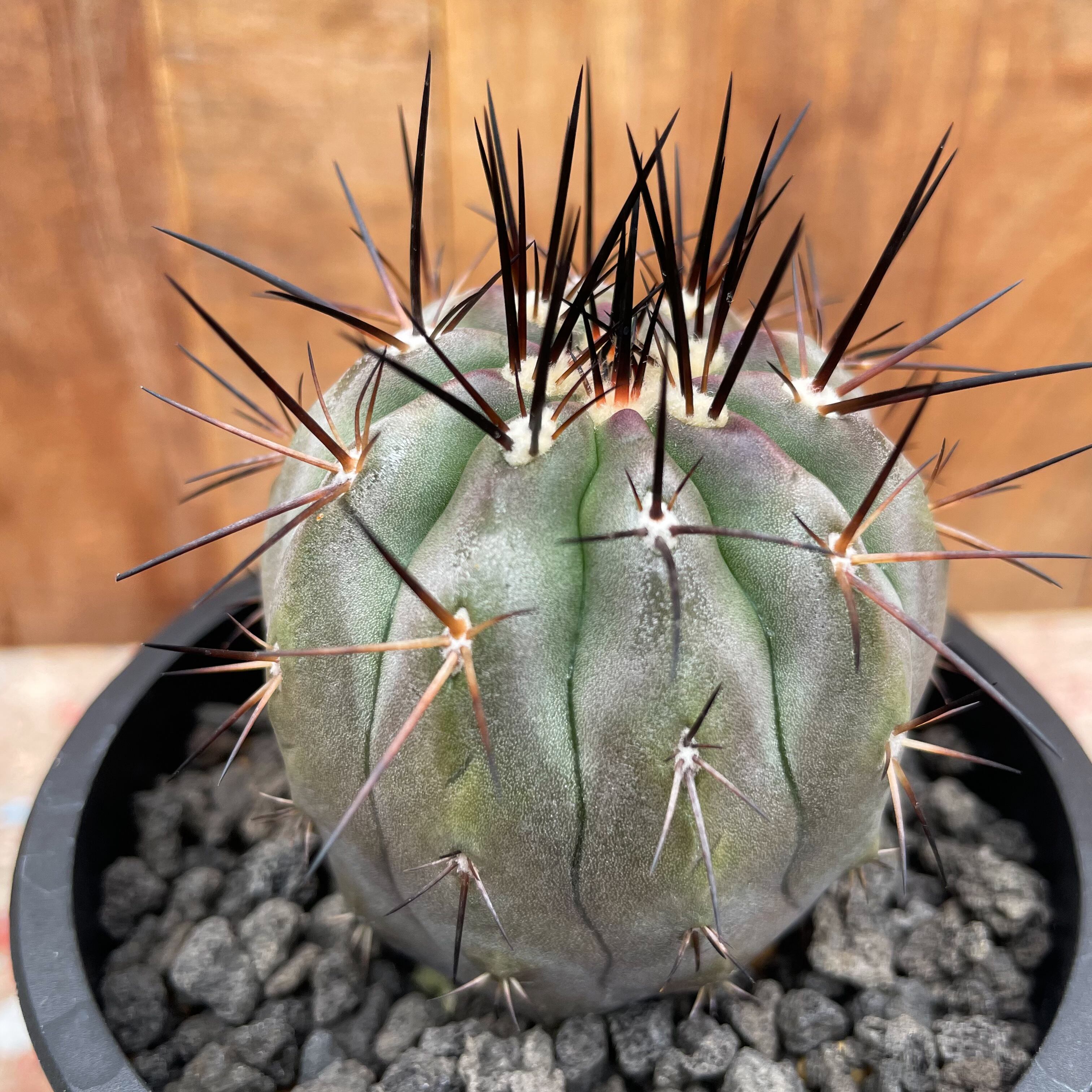 Copiapoa cinerea【黒王丸・実生】 | RIMO