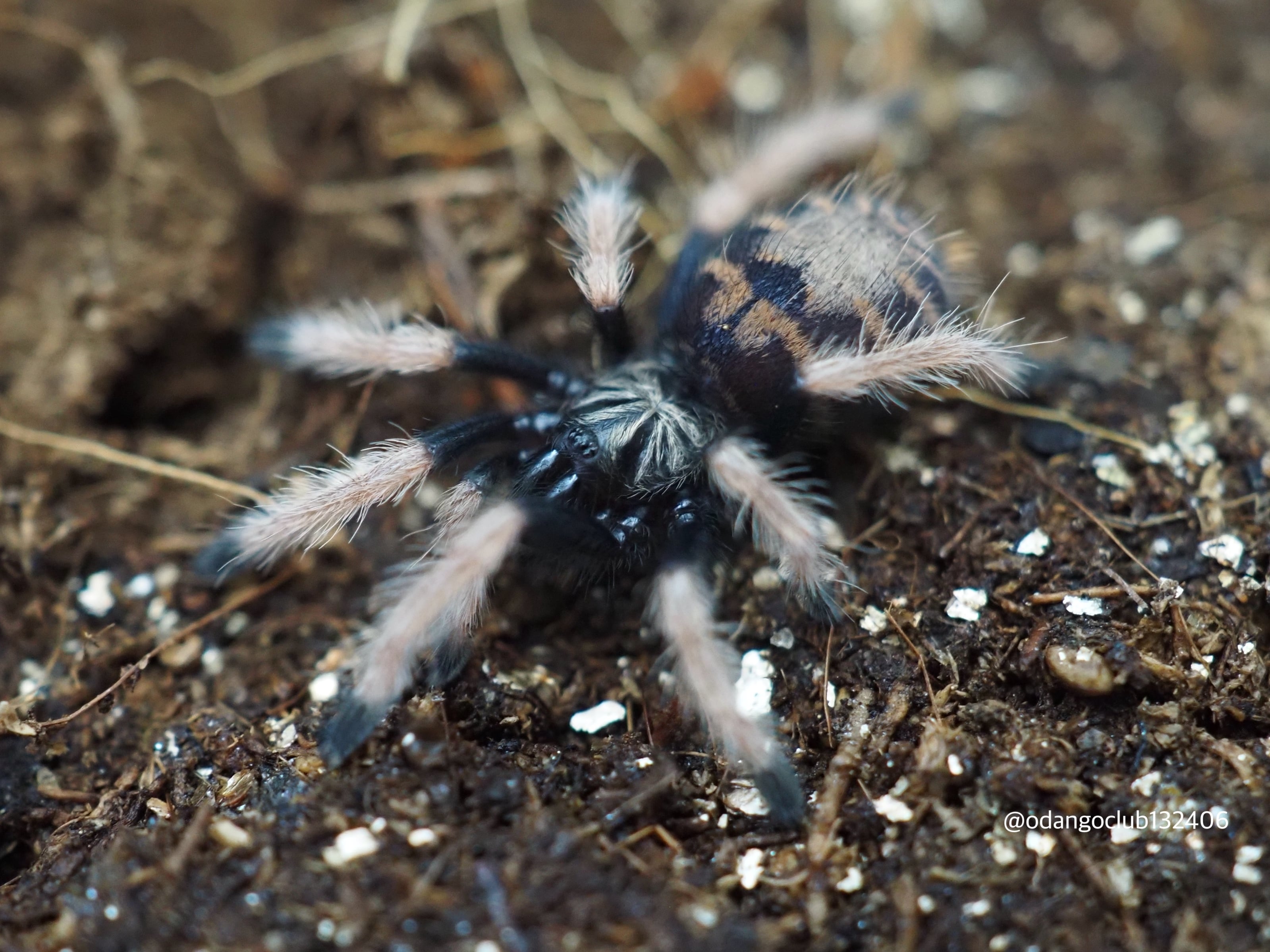 グリーンボトルブルー 1匹 タランチュラ | おだんごくらぶ