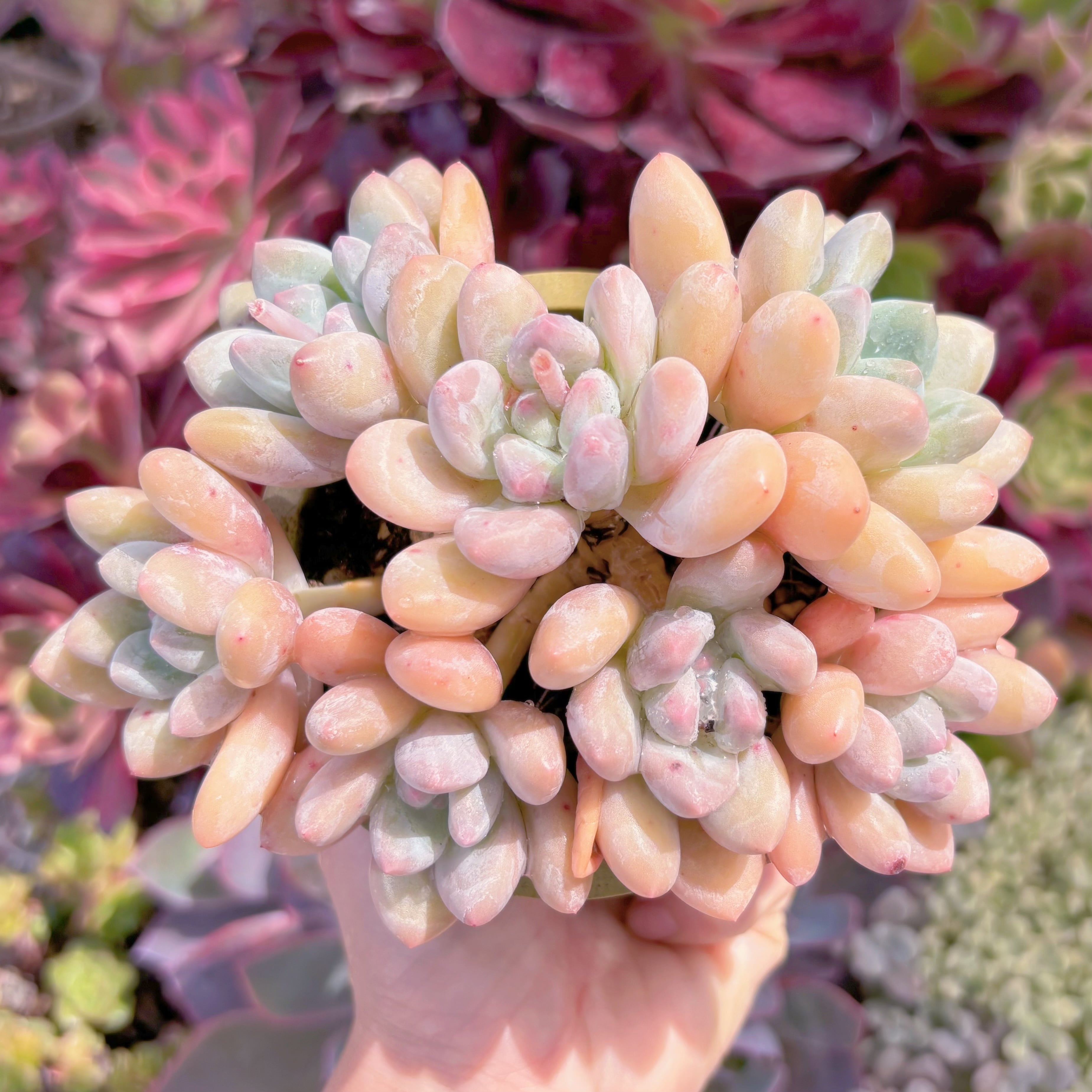 現品　ベビースイート#826　群生　新入荷　るる農園