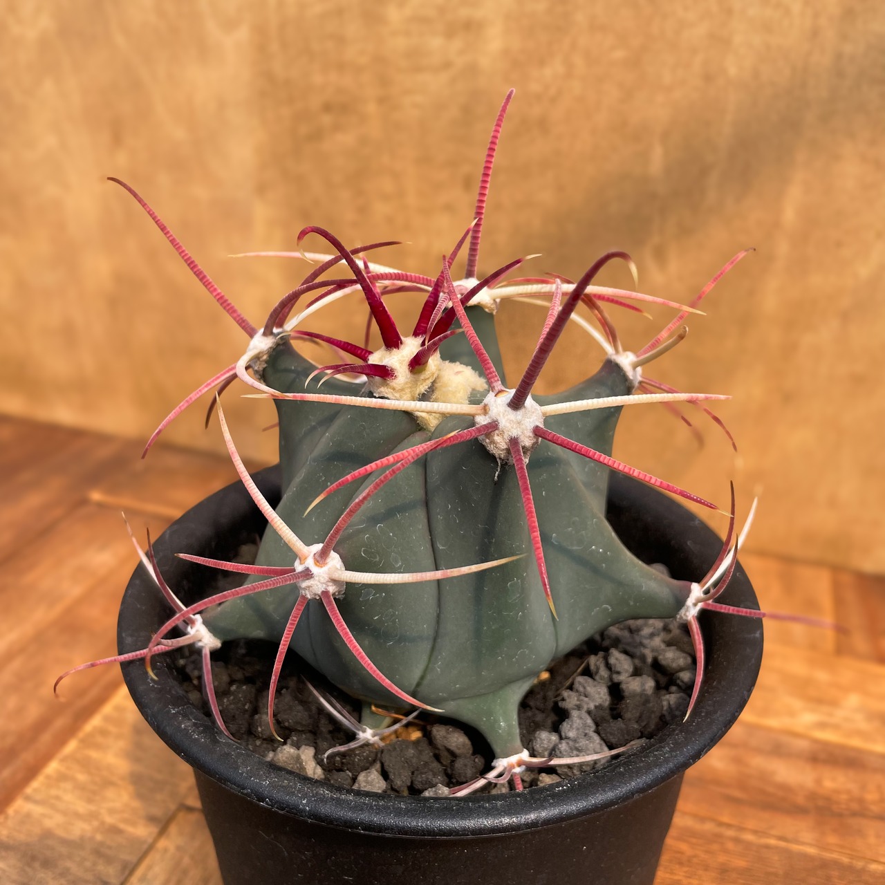 Ferocactus emoryi【フェロカクタス・江守・実生】
