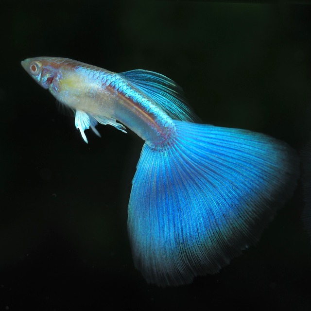 【専用】RREAブルートパーズ　1ペア