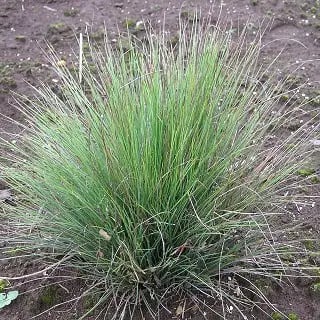 フェスツーカ アイダホエンシス