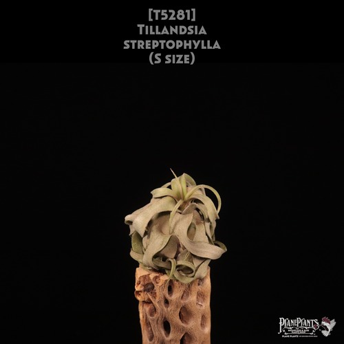 【送料無料】streptophylla S〔エアプランツ〕現品発送T5281