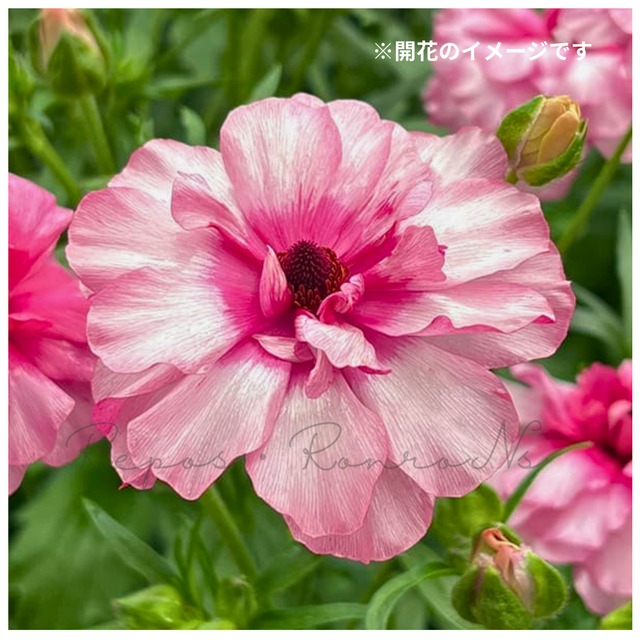 ラナンキュラス：ラックス・ジュピター（3.5号）ラナンキュラス　綾園芸　球根　希少　大輪　鉢花　珍しい　人気　花苗　ラナンキュラス