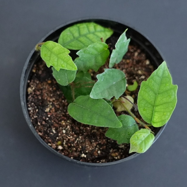 沖縄本島産ヒメイタビ Ficus thunbergii ｜苔テラリウム作製用素材◆壁面を這うように育つクライマープランツ◆SFポット