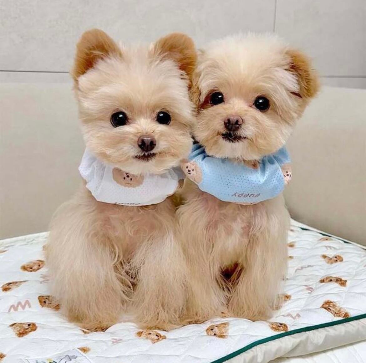 《予約》№Z0128 ベアークールスヌード