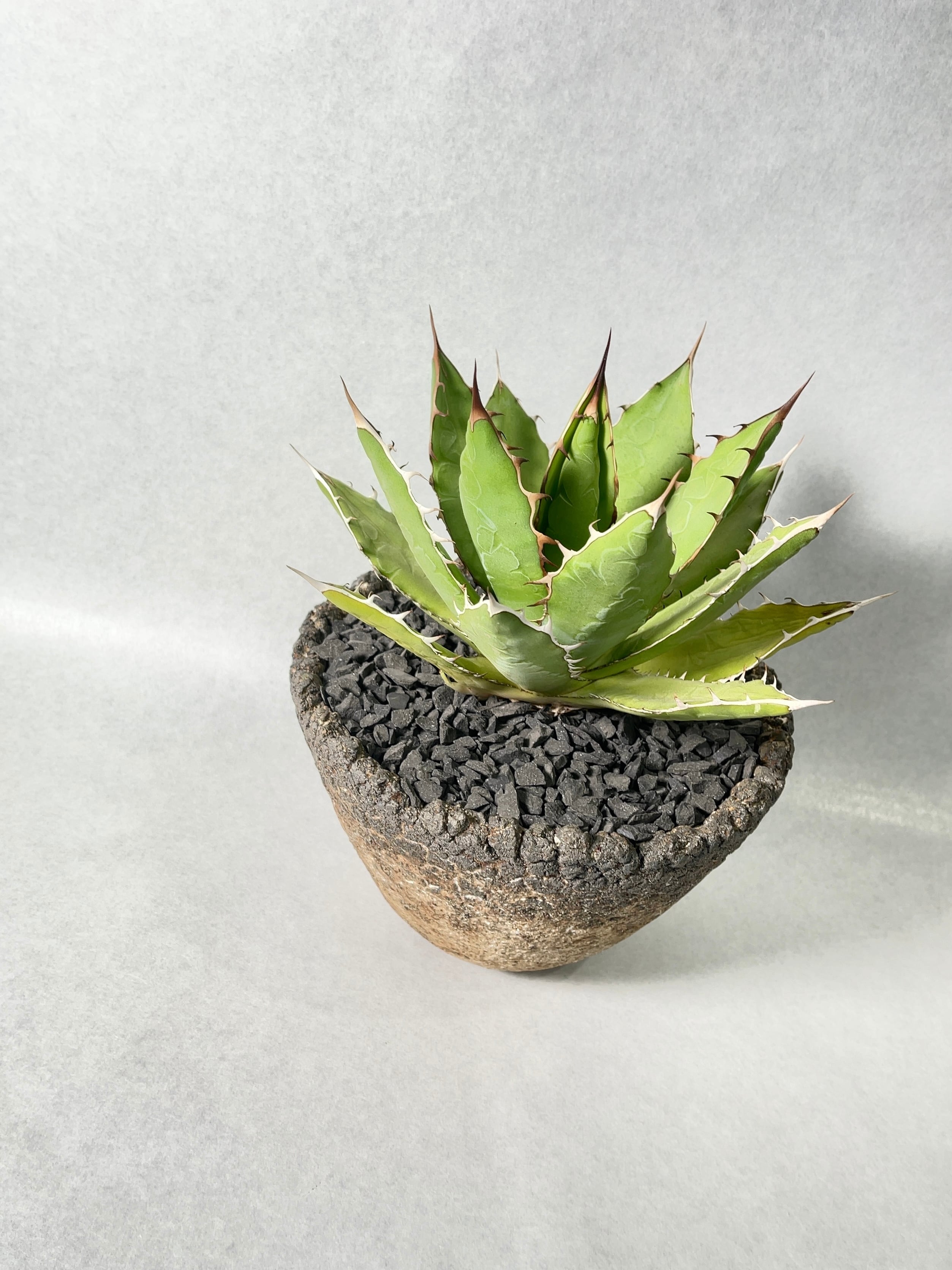 アガベ・万代厳竜 | trigger