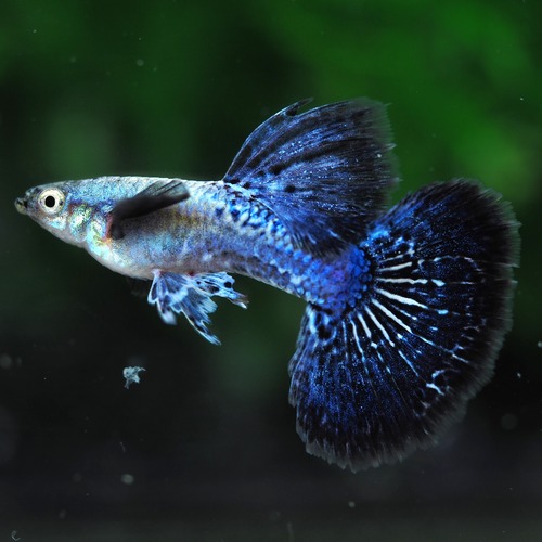 【現物】プラチナブルードラゴン　1ペア＋おまけ1ペア(No.2)