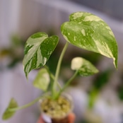 モンステラ・レガシー / Monstera deliciosa ‘Legacy'⑦
