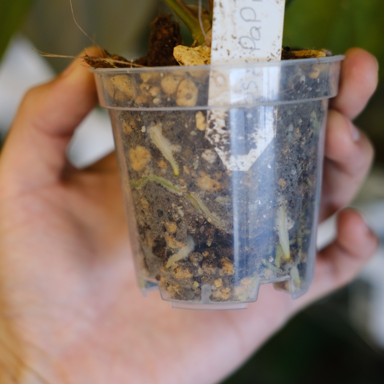 アンスリウム エース オブ スペード(AOS) × パピリラミナム(FS)② / Anthurium Ace of spades × Papillilaminum / 観葉植物<育て方・花言葉>