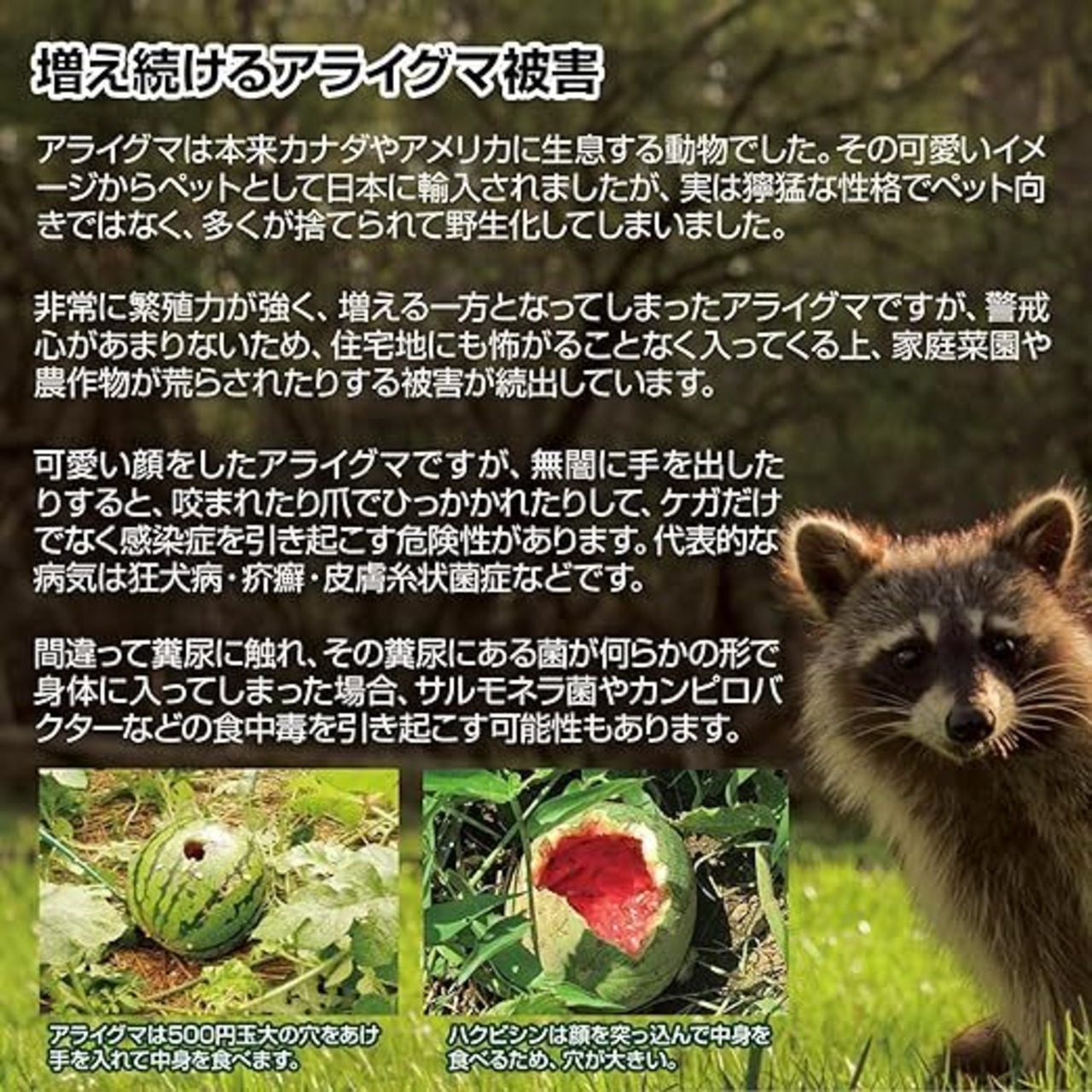 撃退アライグマ強力タイプ30個入 忌避剤をさらに２倍に増量した激臭シート
