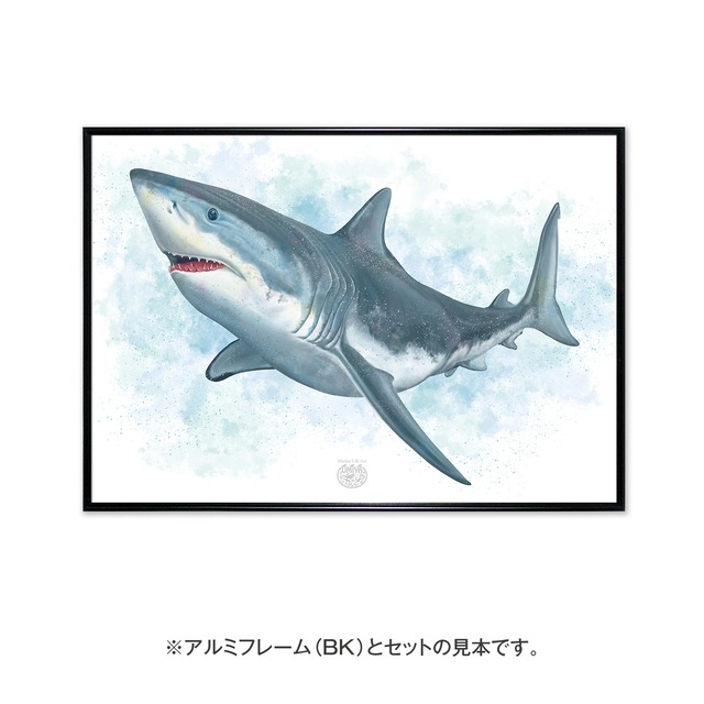 【海のいきものアートポスター／魚】ホホジロザメ