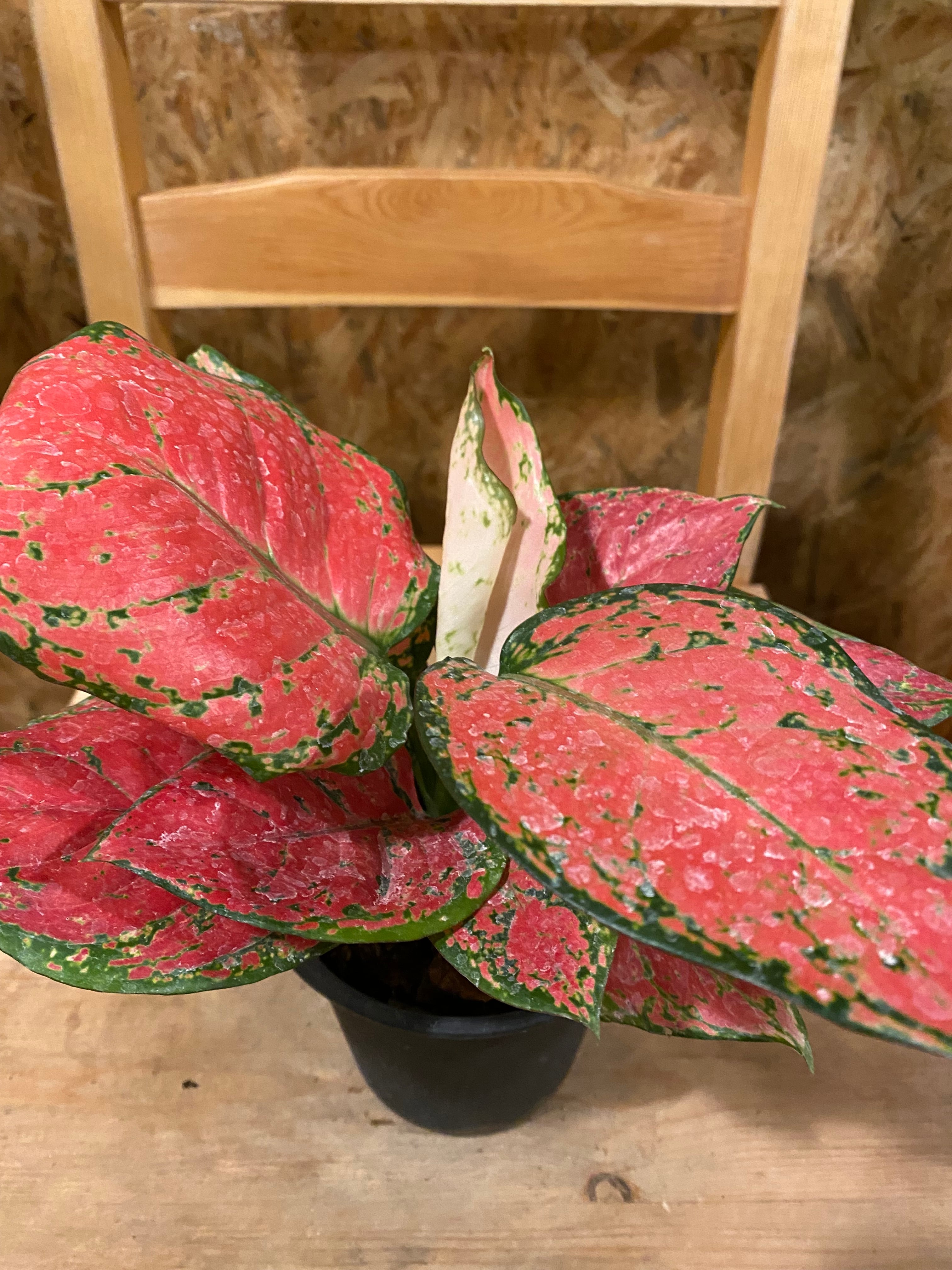 アグラオネマ アグラオネマ：テンカラット（10カラット） 3‐3.5号ポット の