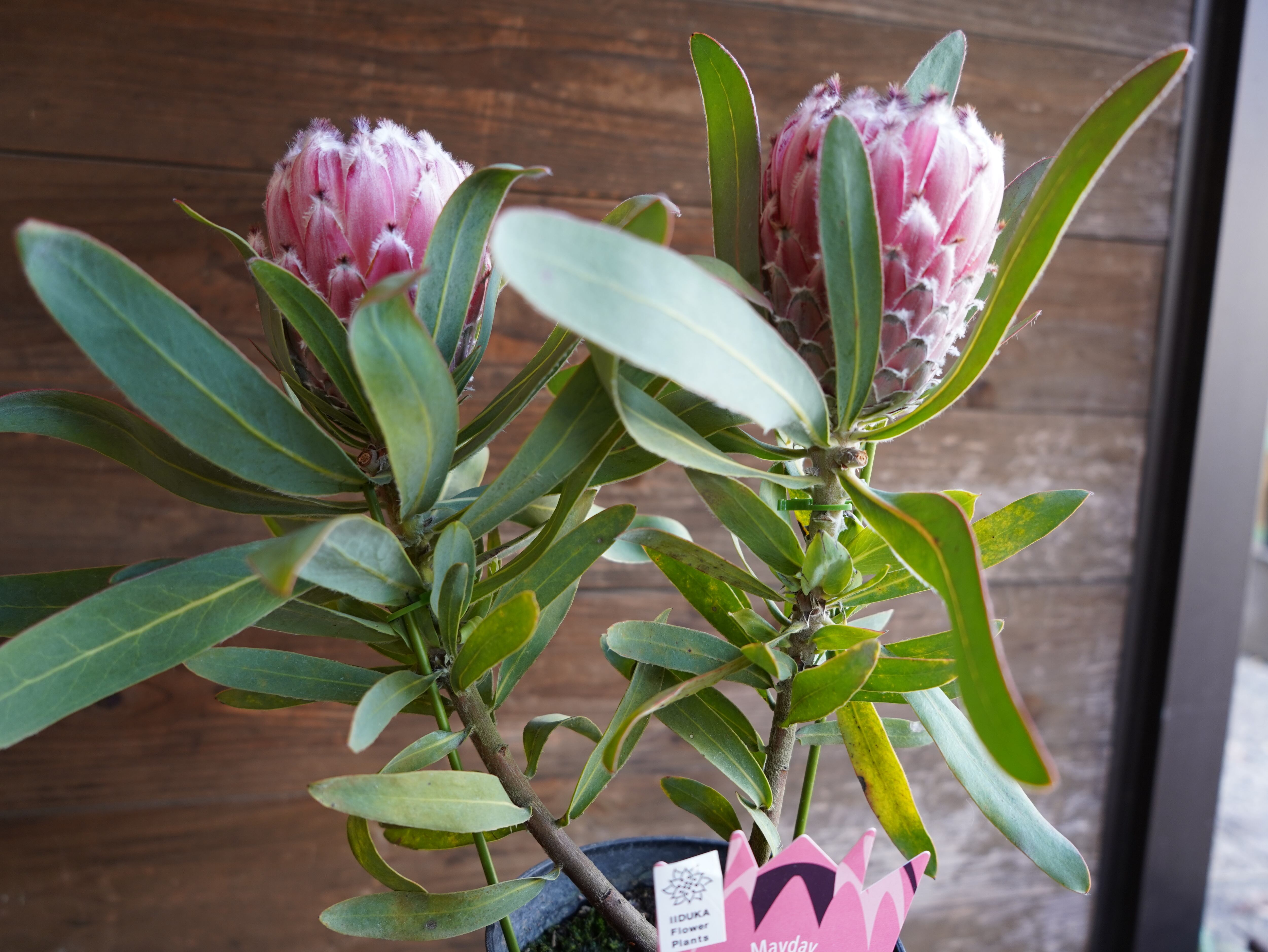 【現物】プロテア　”メイデイ”　