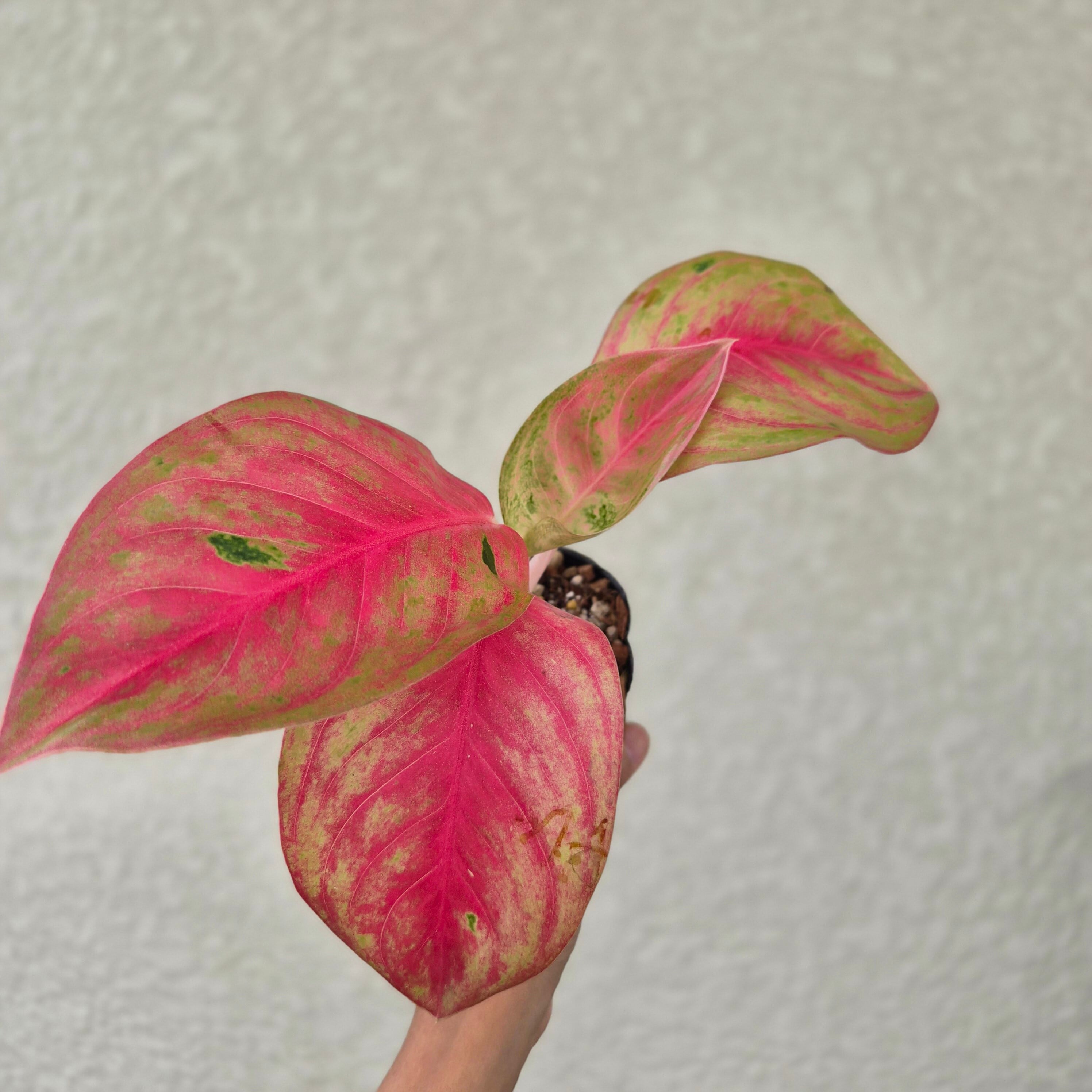 《Aglaonema Diamon Star》アグラオネマ・ダイヤモンドスター 観葉植物 /ポット発送
