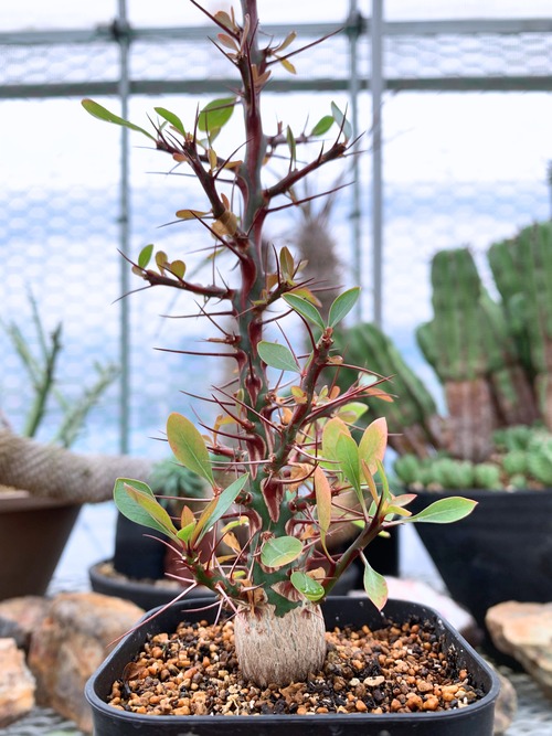 フォークイエリア　ファシクラータ　C04【送料着払い】