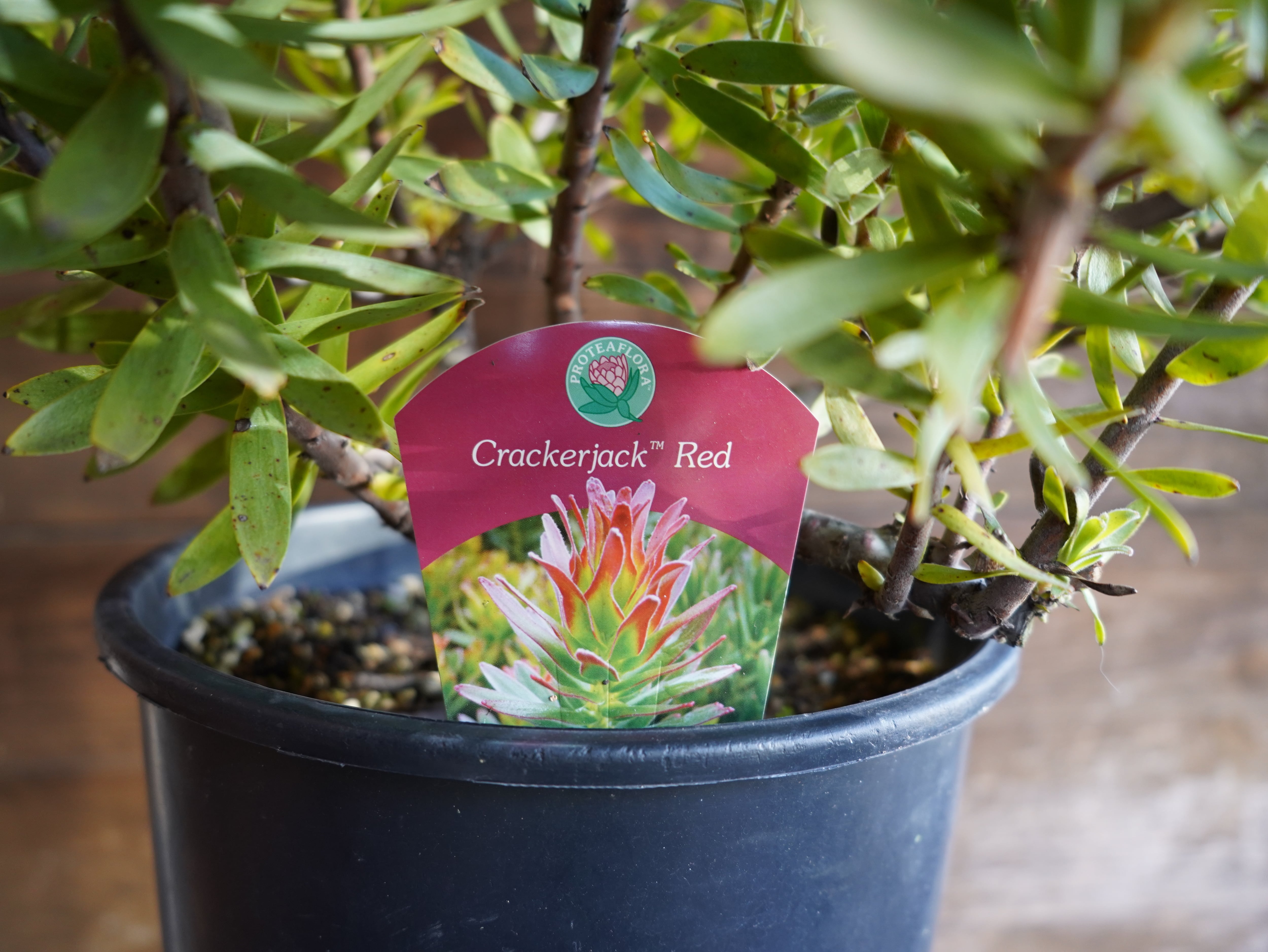 【現物】ミメテス　”クラッカージャックレッド”