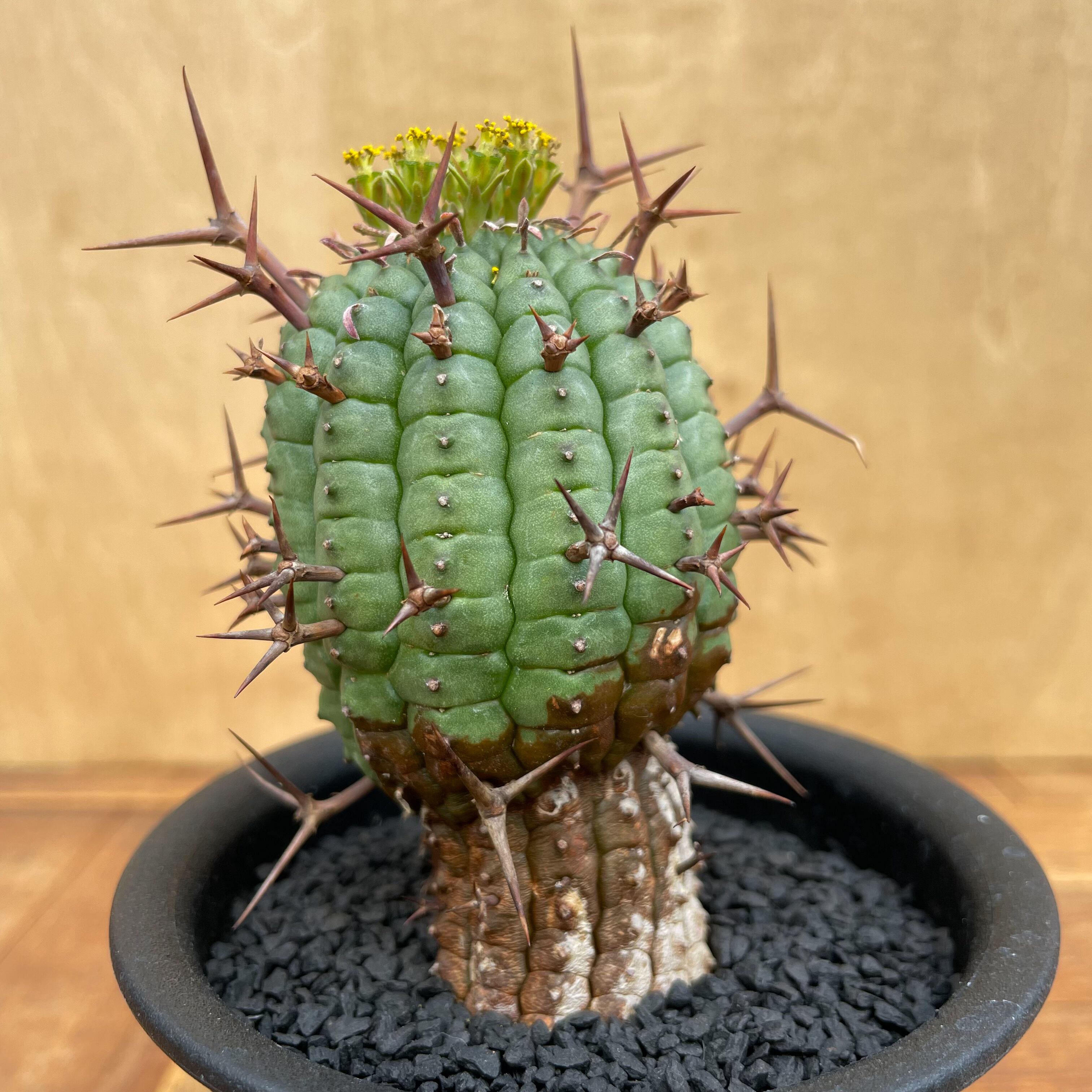 Euphorbia stellispina 【ユーフォルビア・群星冠】 | RIMO 