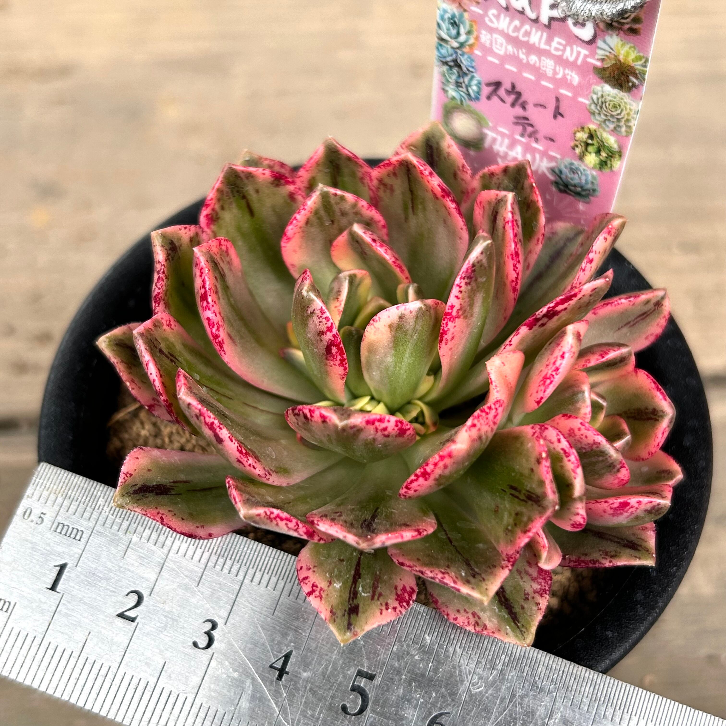 スウィートティー アオエニウム | RuPo 多肉植物専門店