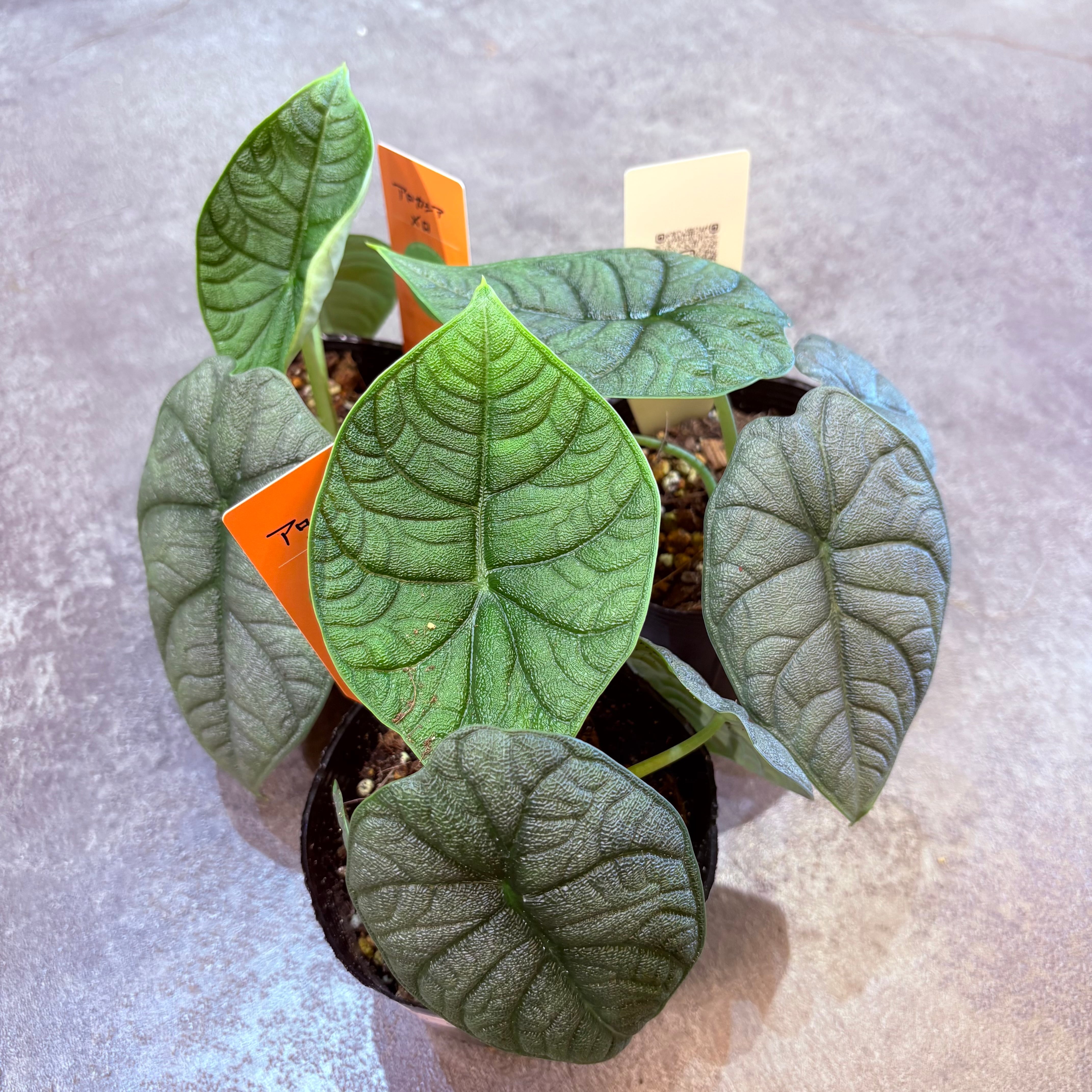 アロカシア メロ 3.5号 | Green Vibes 宇都宮市の観葉植物専門店