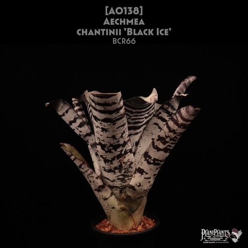 【送料無料】Aechmea chantinii 'Black Ice'〔エクメア〕現品発送A0138