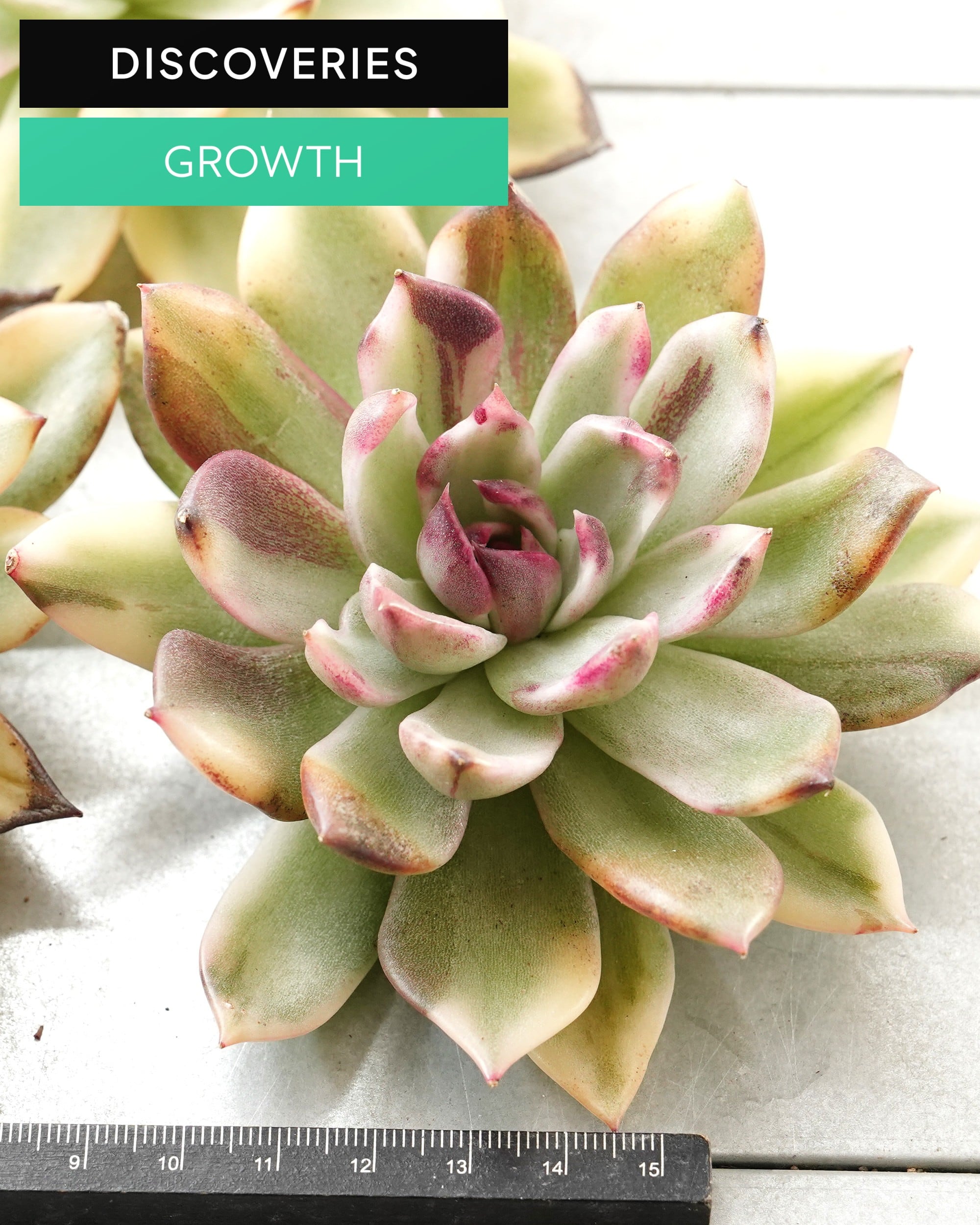 DISCOVERIES レア | PUKUBOOK SUCCULENTS