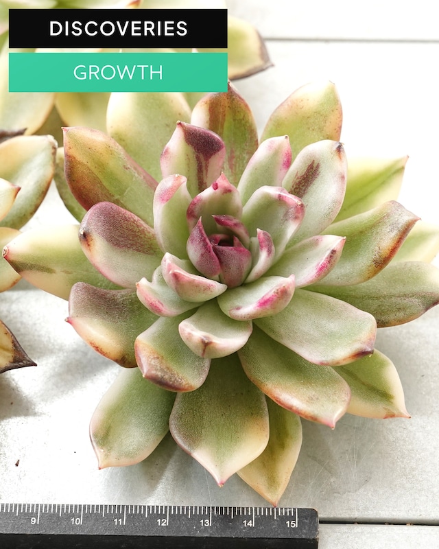 一部発根済カット苗 フレイムマウンテン錦 L Echeveria 'Flame Mountain' Variegated