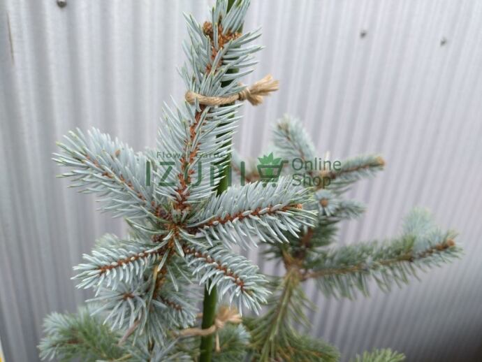 花木苗 ピセア プンゲンス エディス 1株 発送不可 プンゲンストウヒ