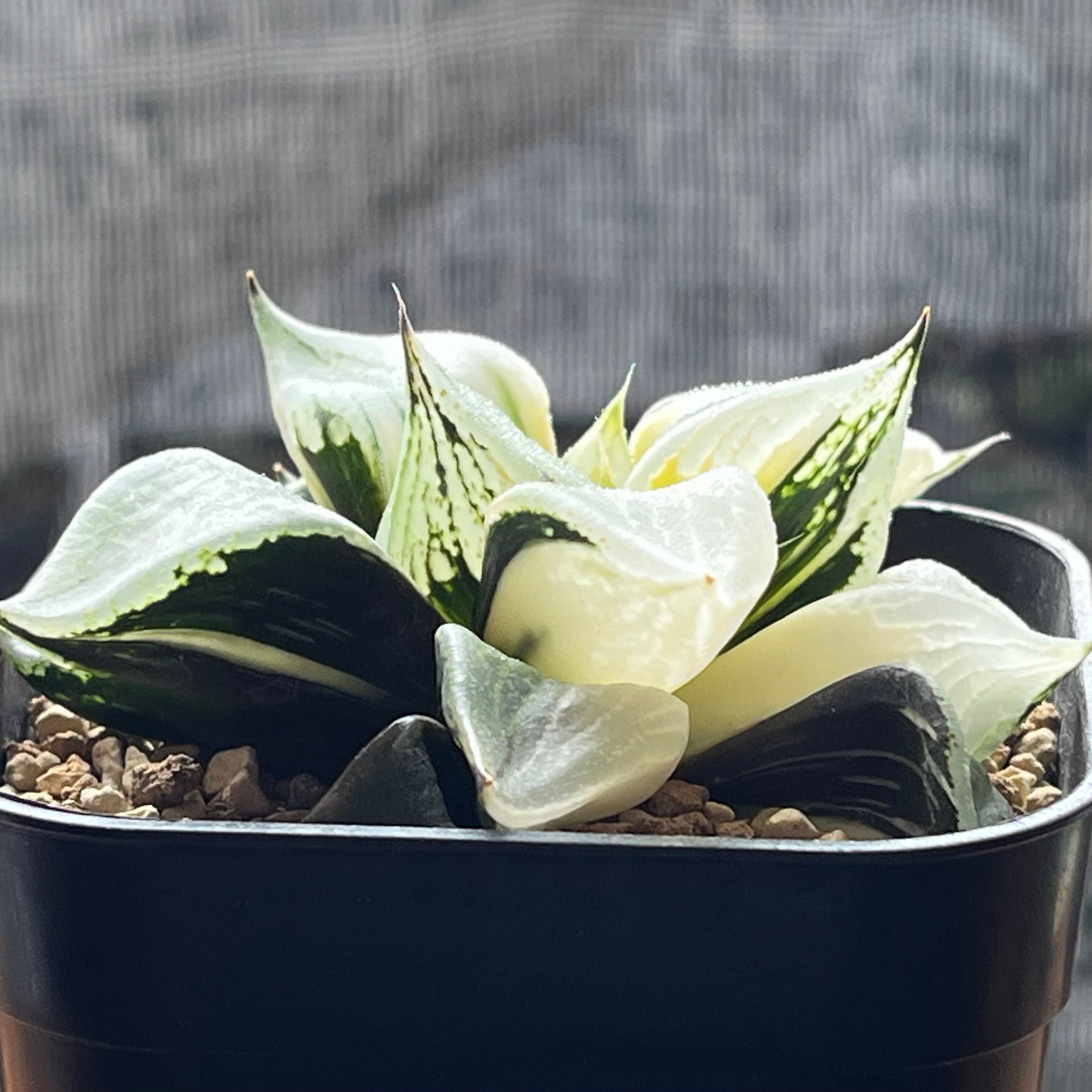 ハオルチア B型コンプトミュータント錦 | mocono_plants
