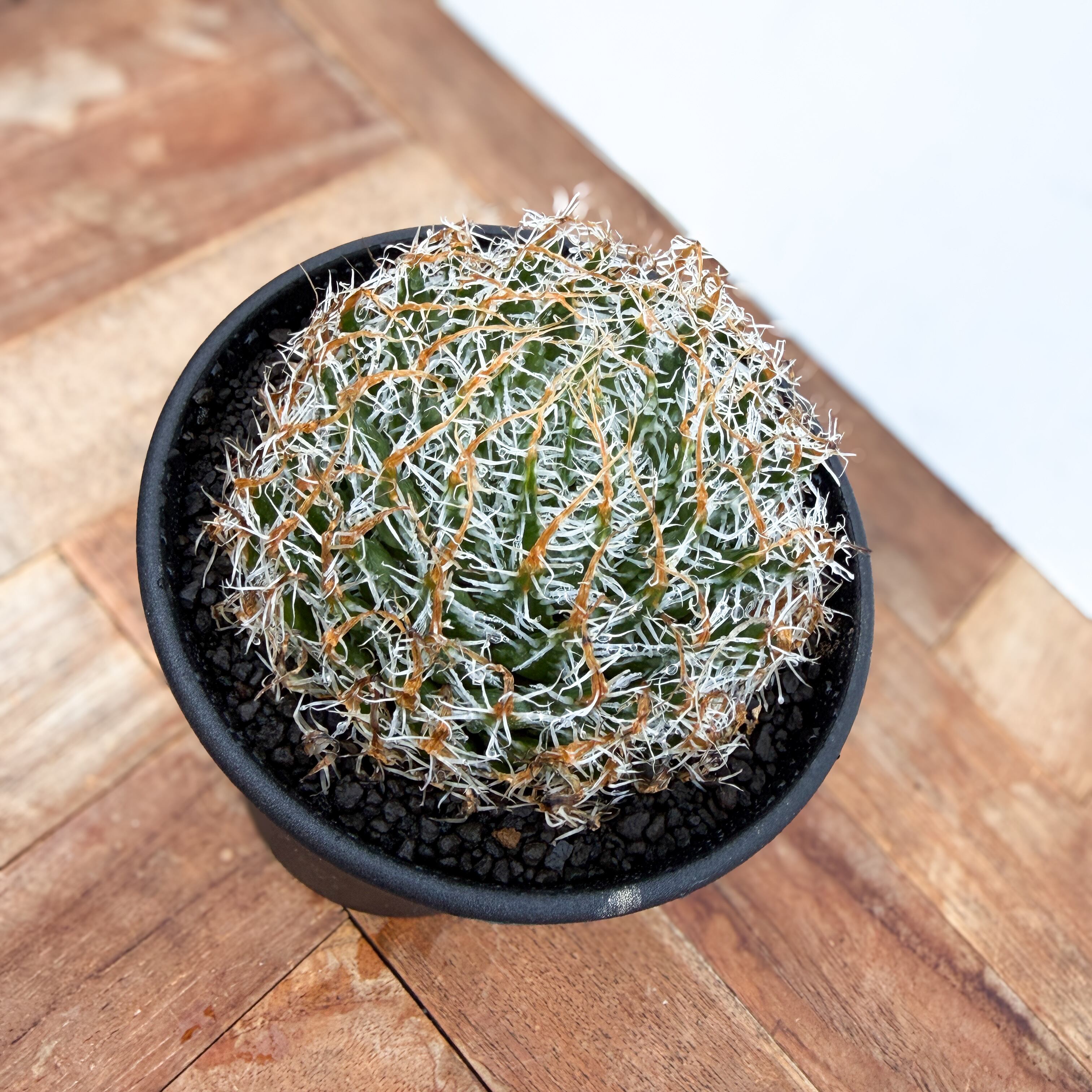 Haworthia gigas【ハオルチア・ギガス】 | RIMO'S GREEN 【Saboten