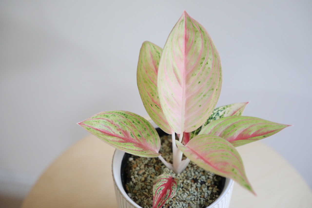 【S】アグラオネマ ゴールデンスター/Aglaonema