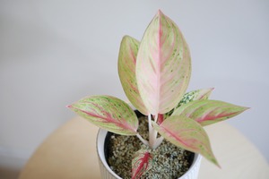 【S】アグラオネマ ゴールデンスター/Aglaonema