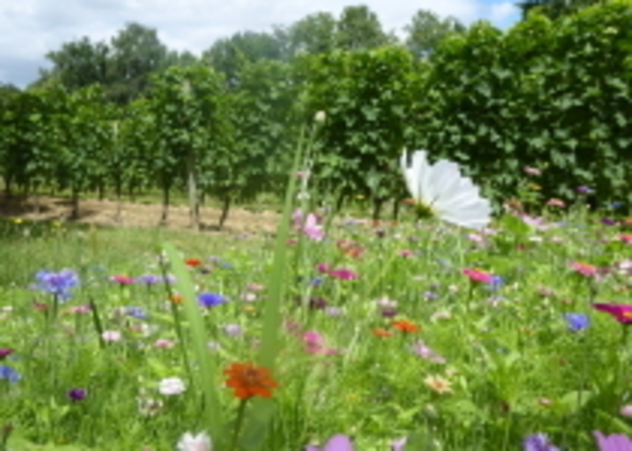 シャトー・ド・リゼンヌ キュヴェ・ナチュール2022 Château de Lisennes Cuvée Nature2022 画像3