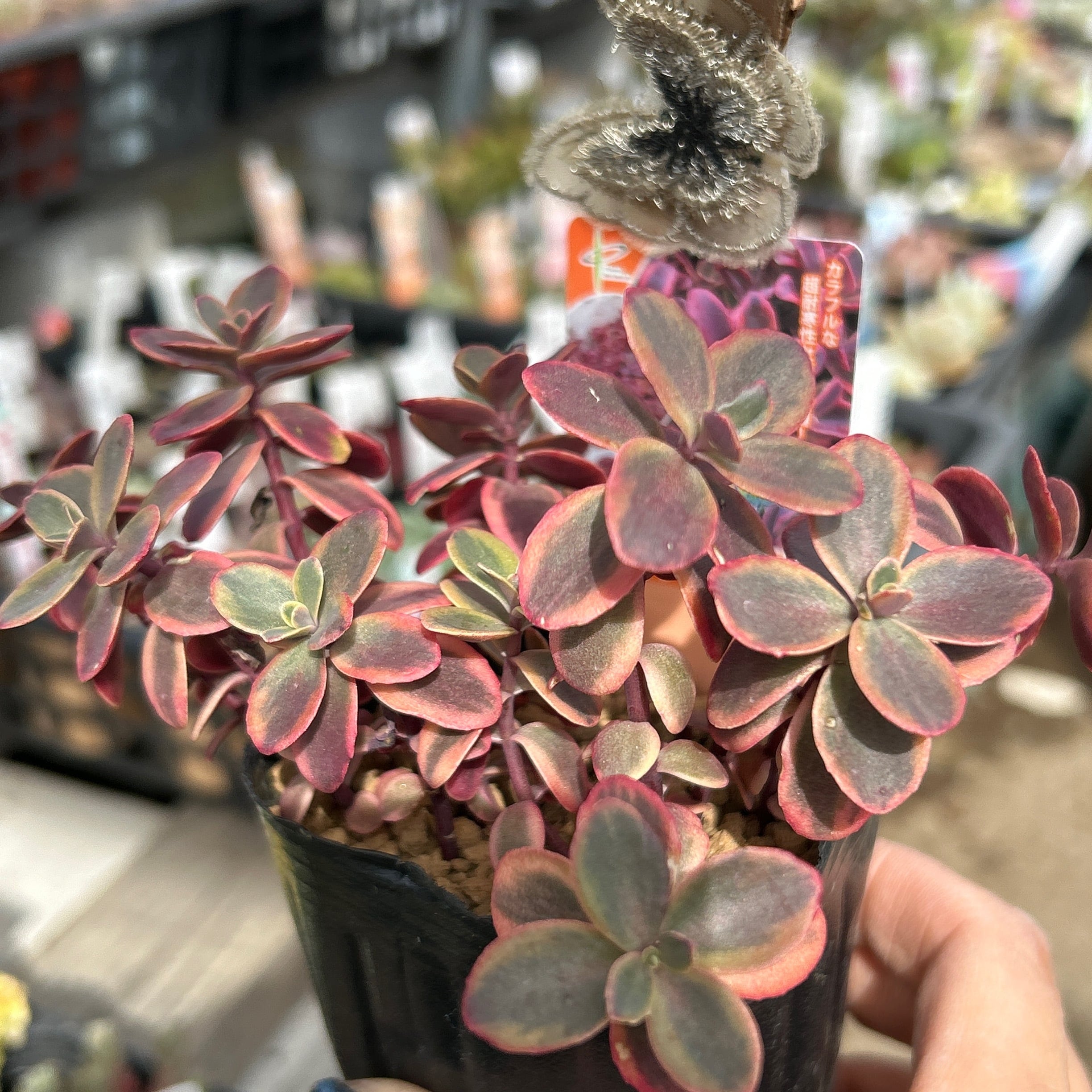 凛翔健 多肉植物セット スターファイヤー ワイルドファイヤー | RuPo 多肉植物専門店