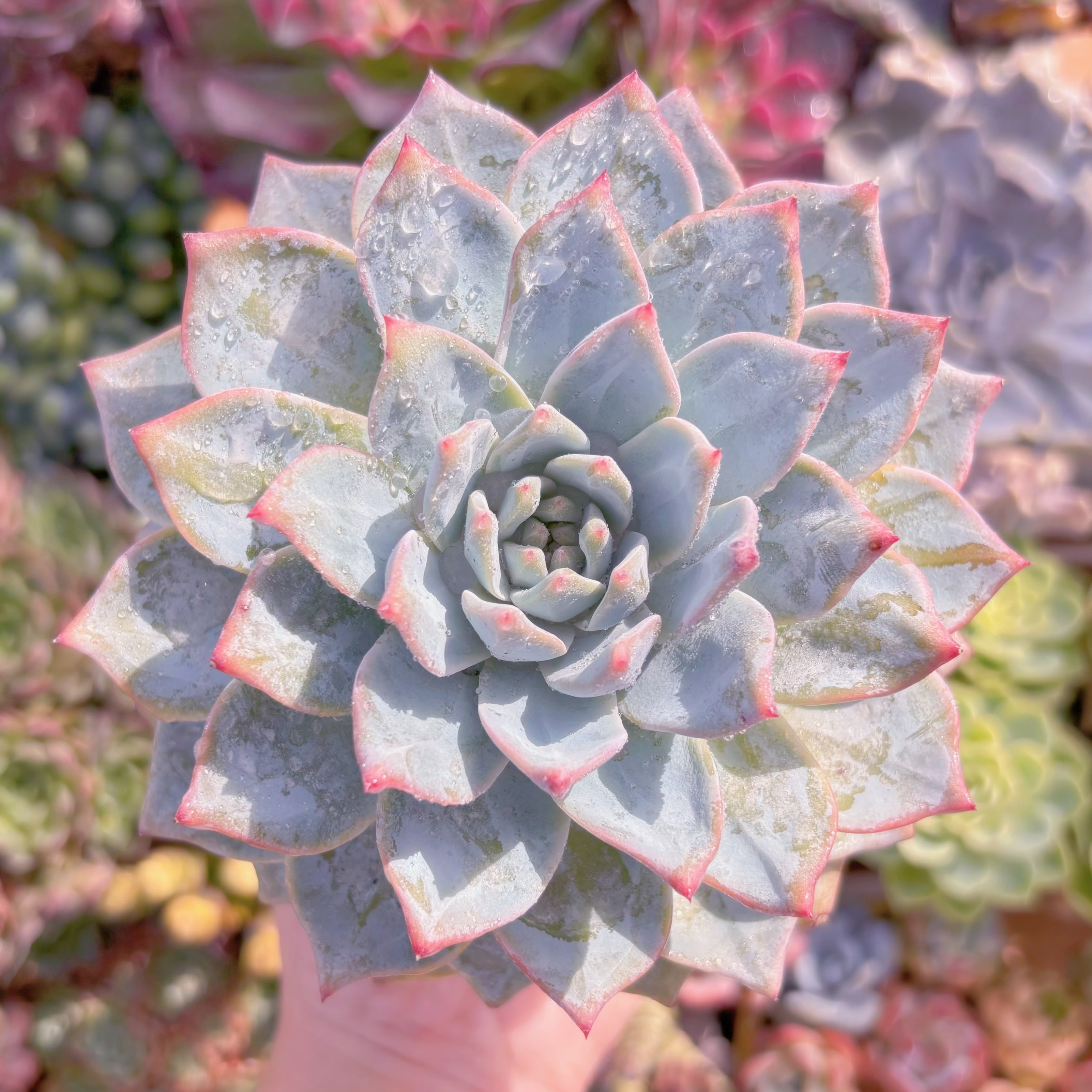 現品　Blue Bird#F245　大苗　るる農園