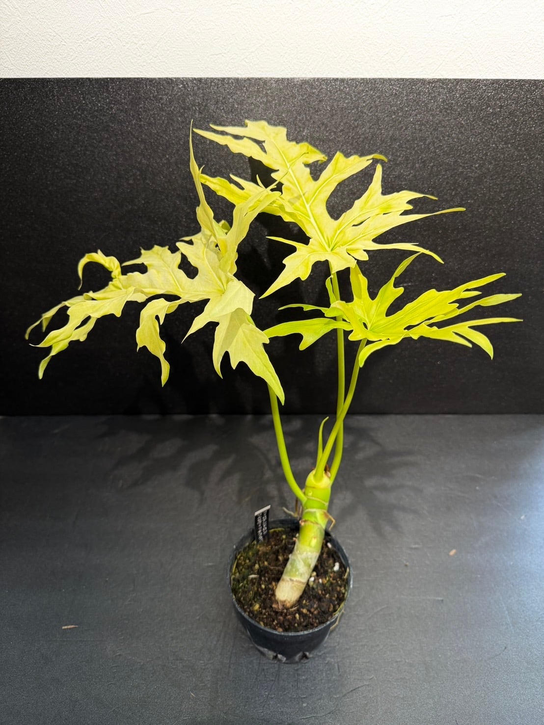 ワルセヴィッチフラバム オーレア フィロデンドロン ② 観葉植物 4号